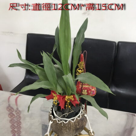 單一椰殼加竹座為$80元/單一椰殼$80元