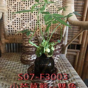 小芒草籃花器---S07-F3003#20